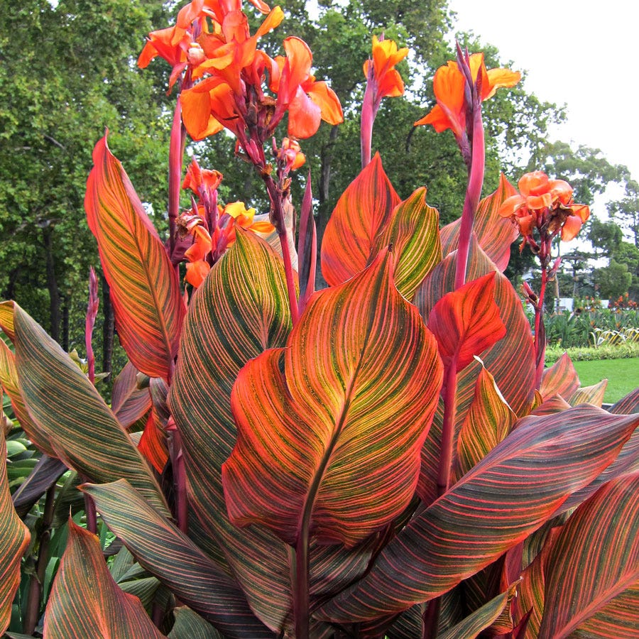 Upright Annuals