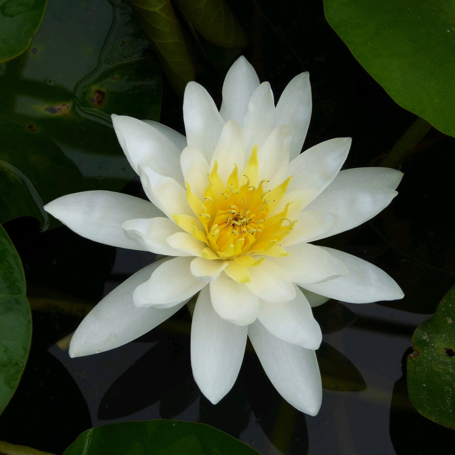 Water Lily