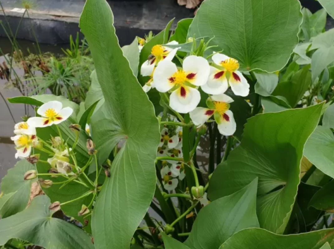 Upright Perennials
