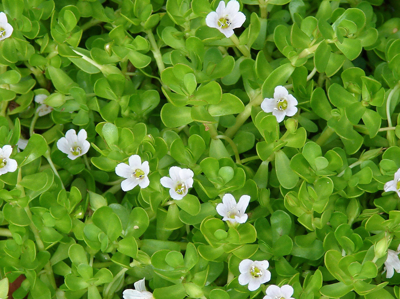 Spreading Annuals