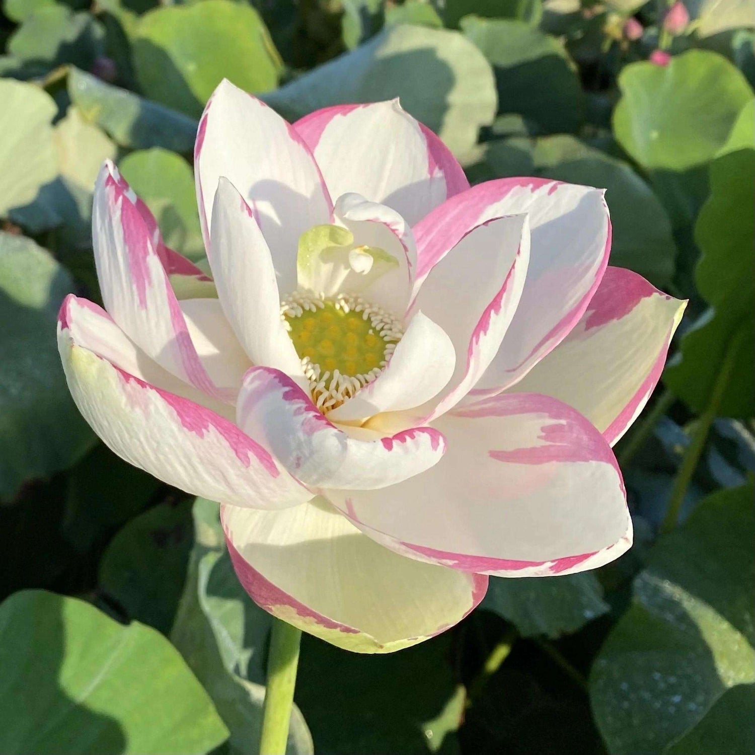 Lotus