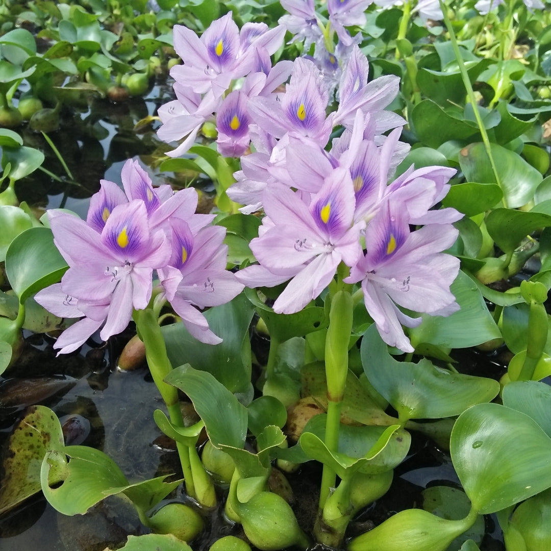 Floating Annuals