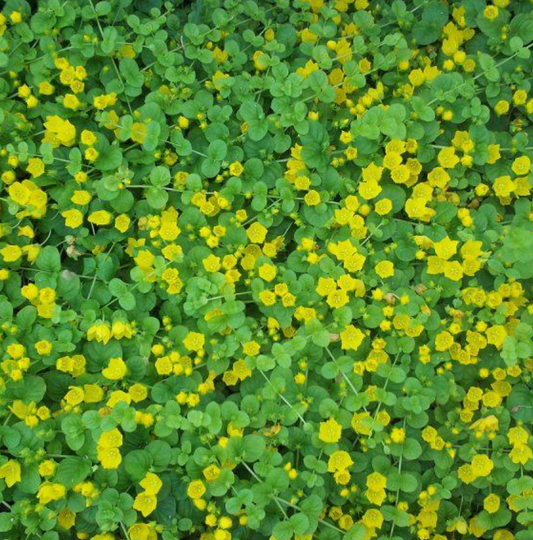 American Pennyroyal
