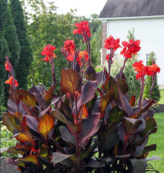 Australian Canna Lily