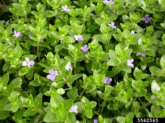 Bacopa Lenagera