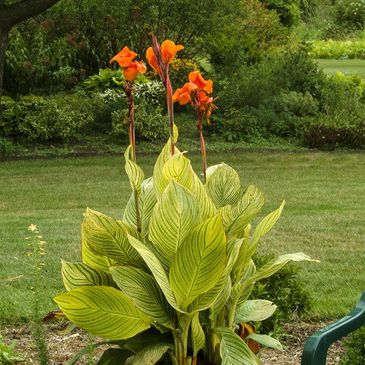Bengal Tiger Canna Lily