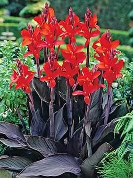 Black Knight Canna Lily
