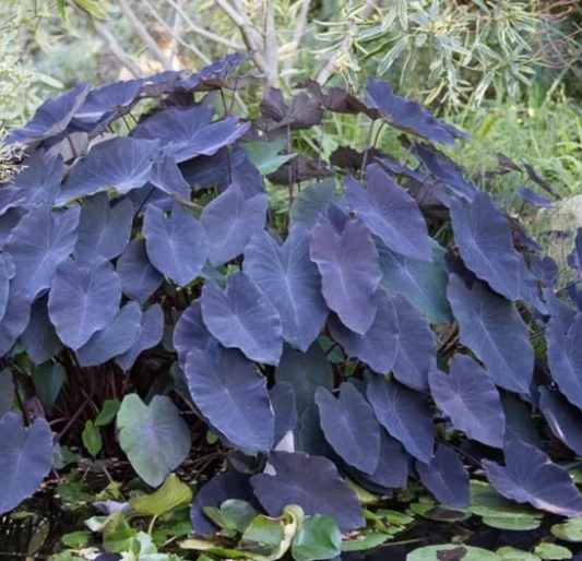 Black Magic Taro