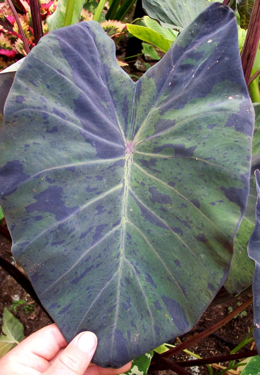 Black Marble Taro