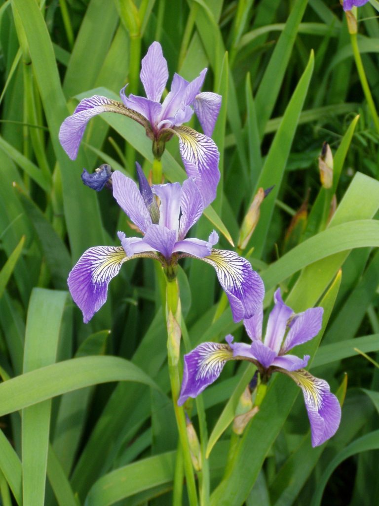 Blue Iris