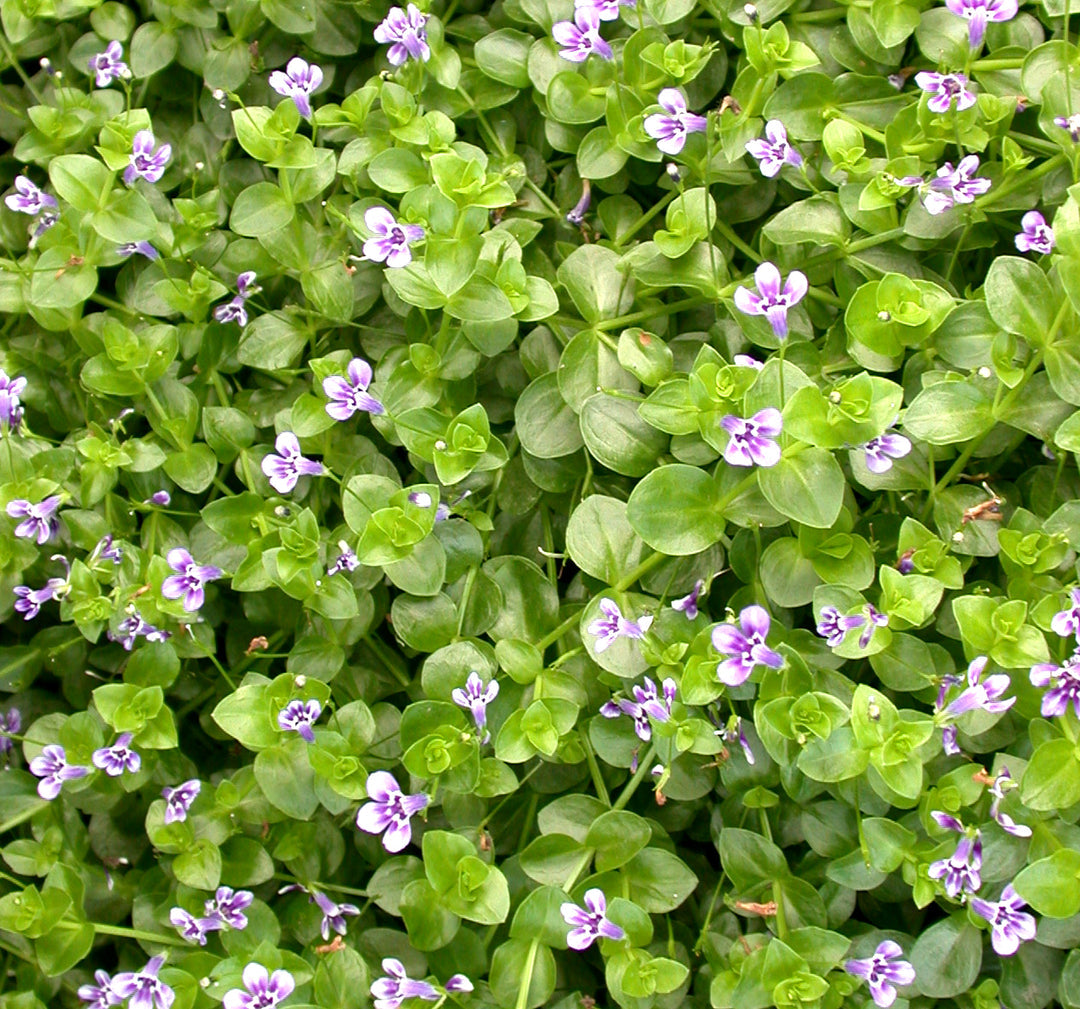 Blue Moneywort