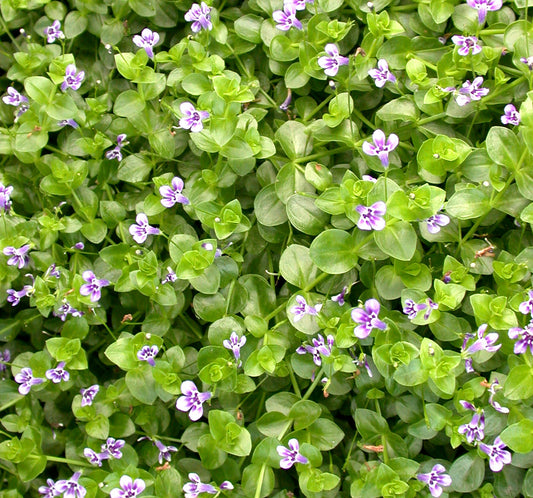 Blue Moneywort