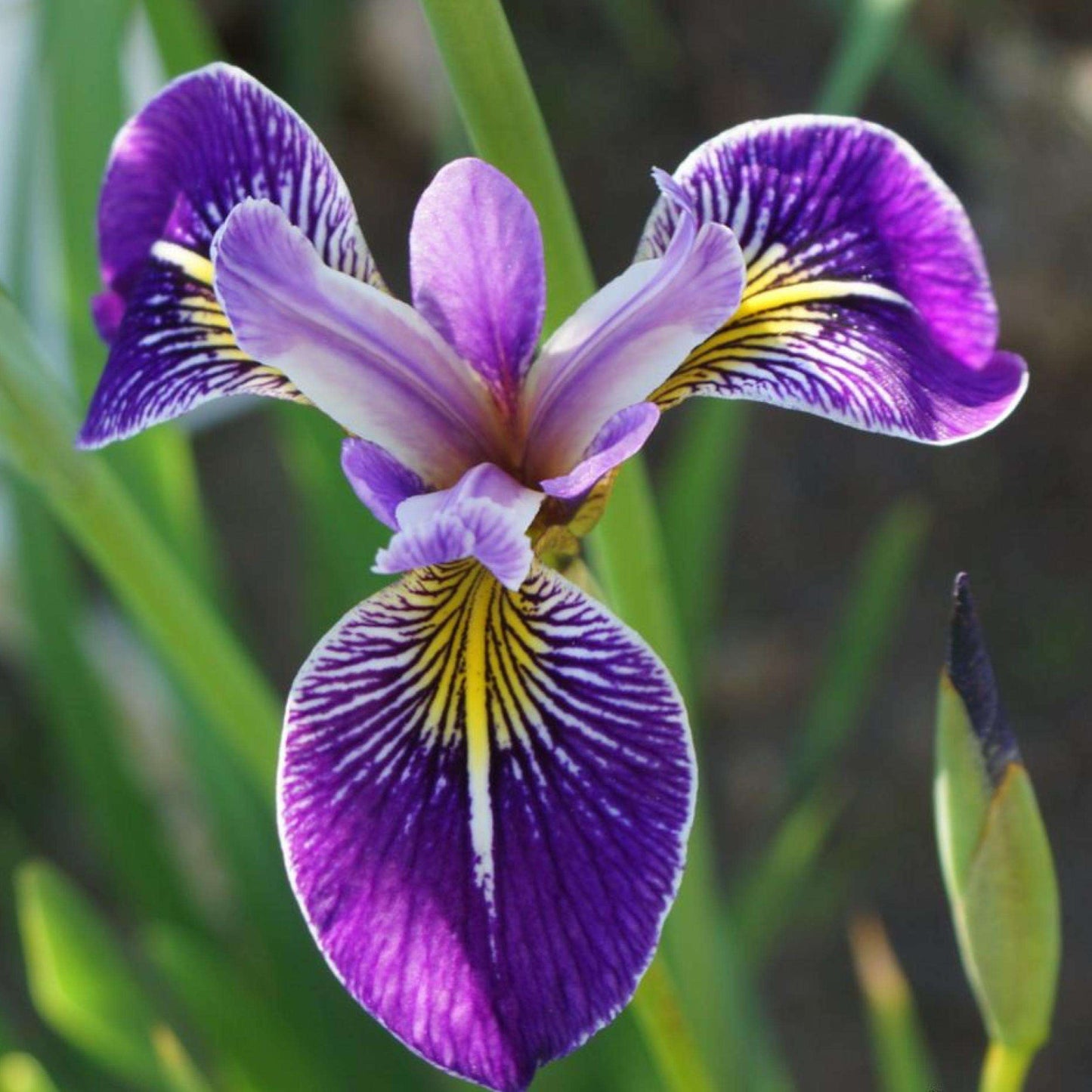 Blue Iris