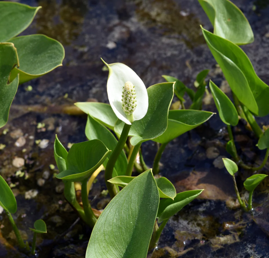 Bog Arum