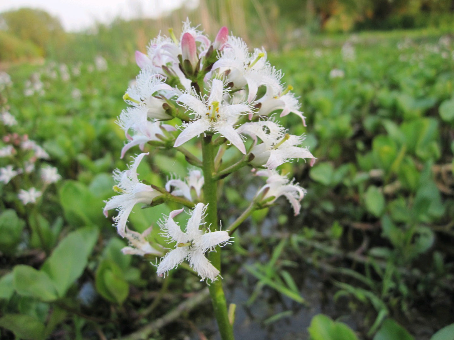 Bog Bean