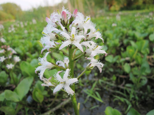 Bog Bean