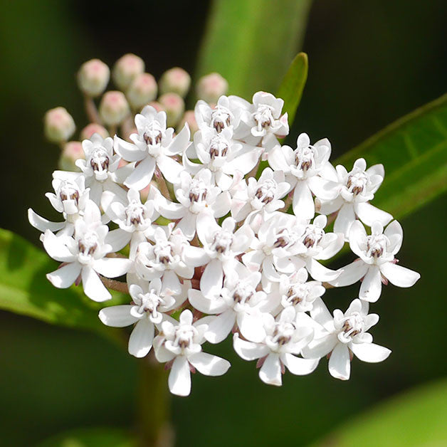 Butterfly Plant