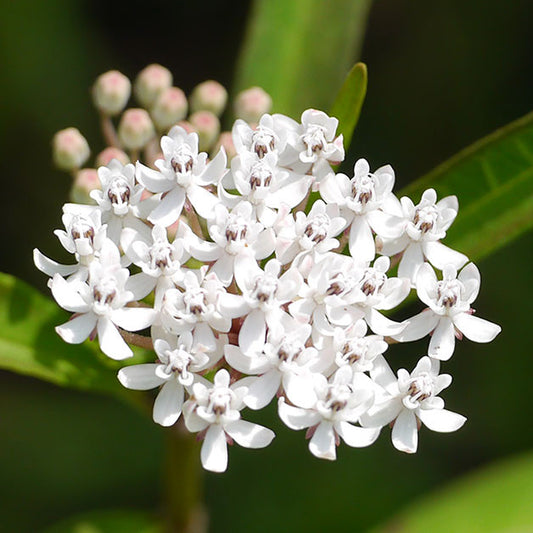 Butterfly Plant