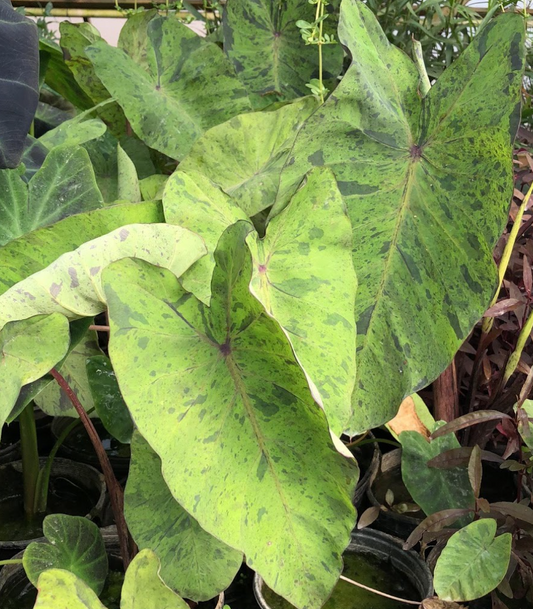 Calico Taro