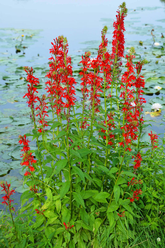 Cardinal Flower Lobelia