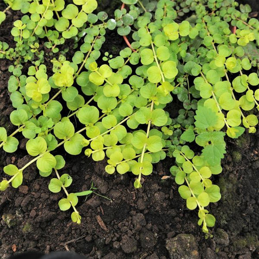 Creeping Jenny