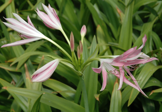 Crinum Hannibals Dwarf