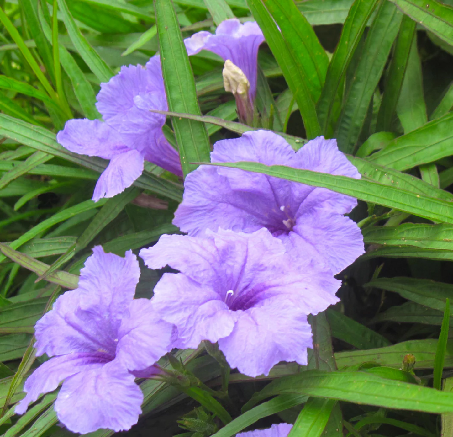 Dwarf Bluebelle