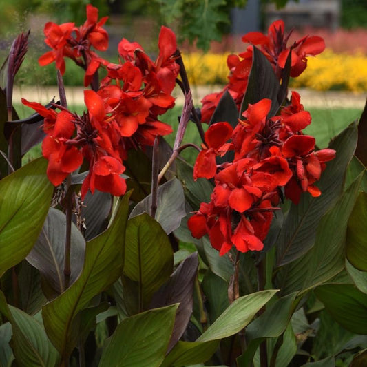 Baby Red Canna Lily