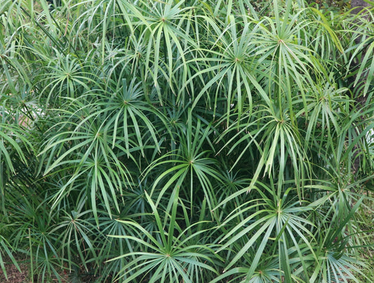 Dwarf Umbrella Palm