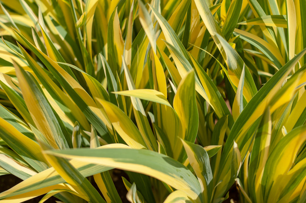 Dwarf Gold Variegated Sweet Flag