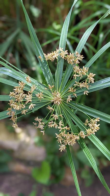 Dwarf Umbrella Palm