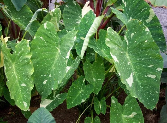 Elepaio Taro