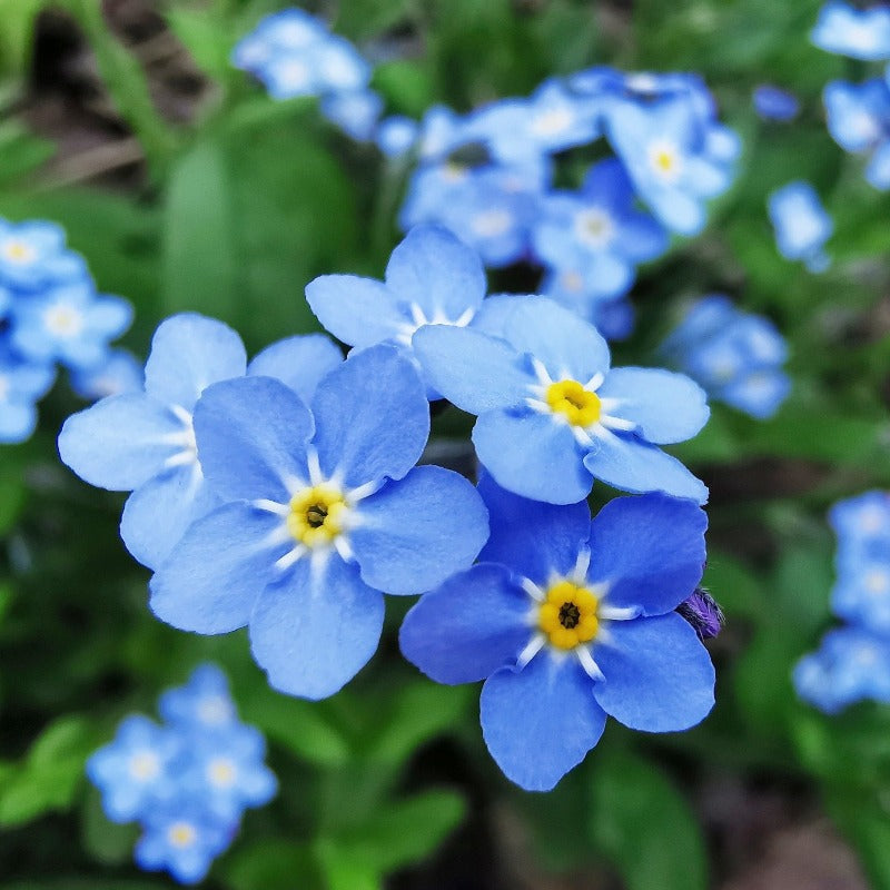 Forget Me Not