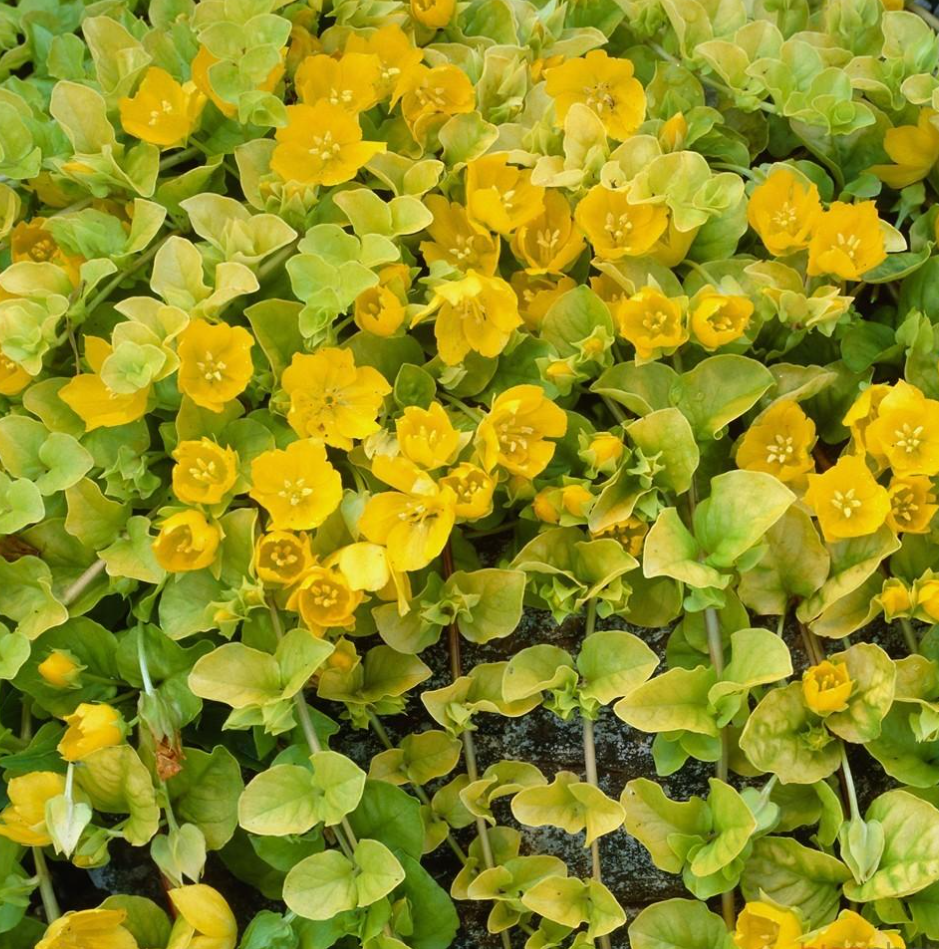 Gold American Pennyroyal