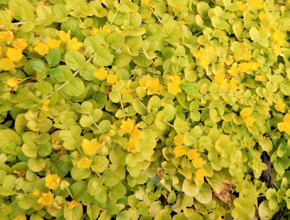 Golden Creeping Jenny