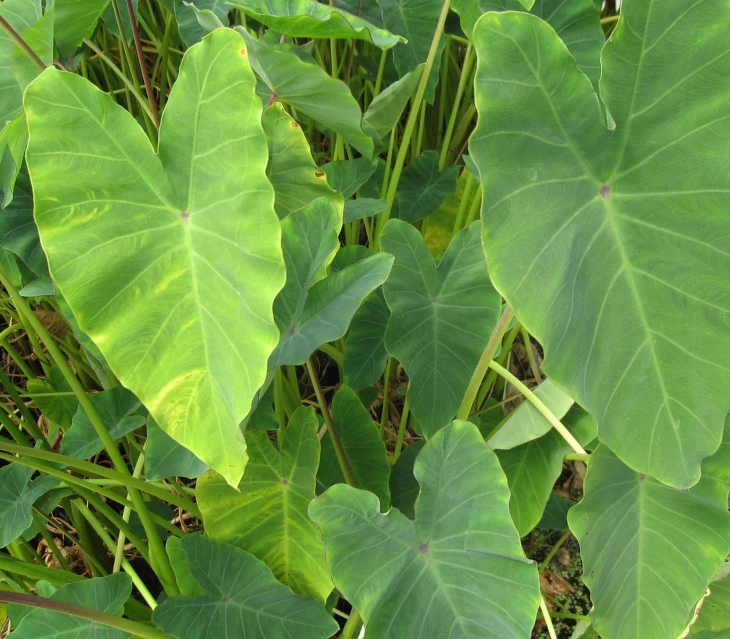 Green Taro