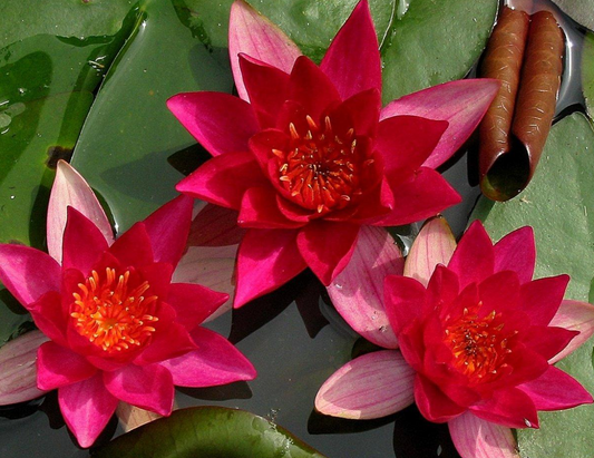 Laydekeri