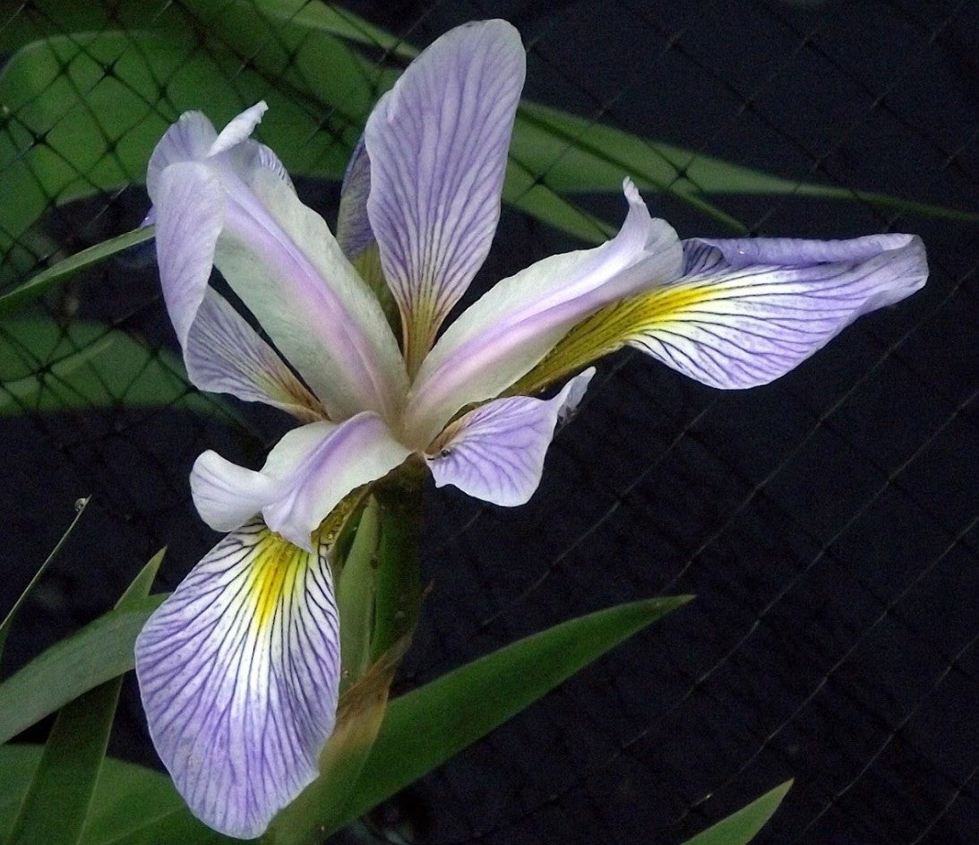 Lilac Dream Iris