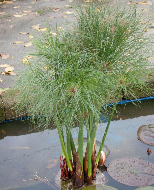 Little Giant Papyrus