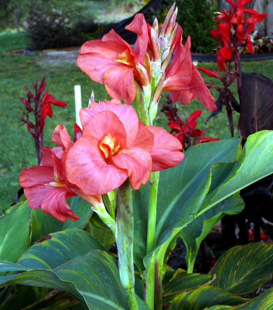 Little Lady Canna Lily
