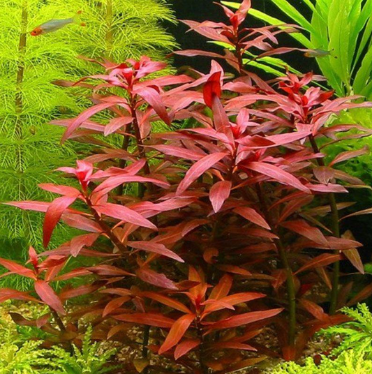 Ludwigia
