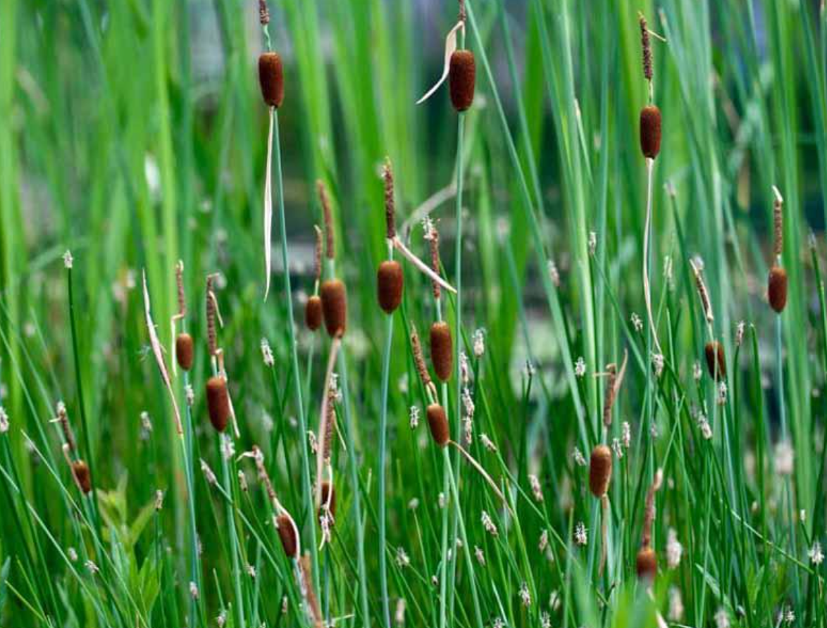 Micro Mini Cattail