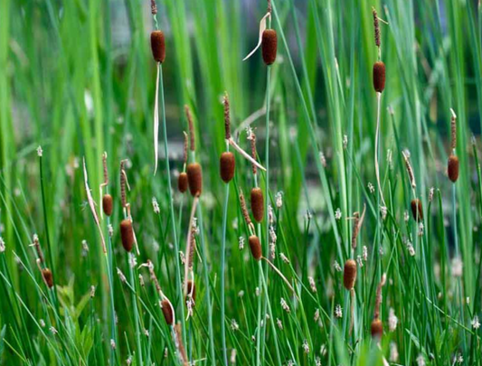 Micro Mini Cattail