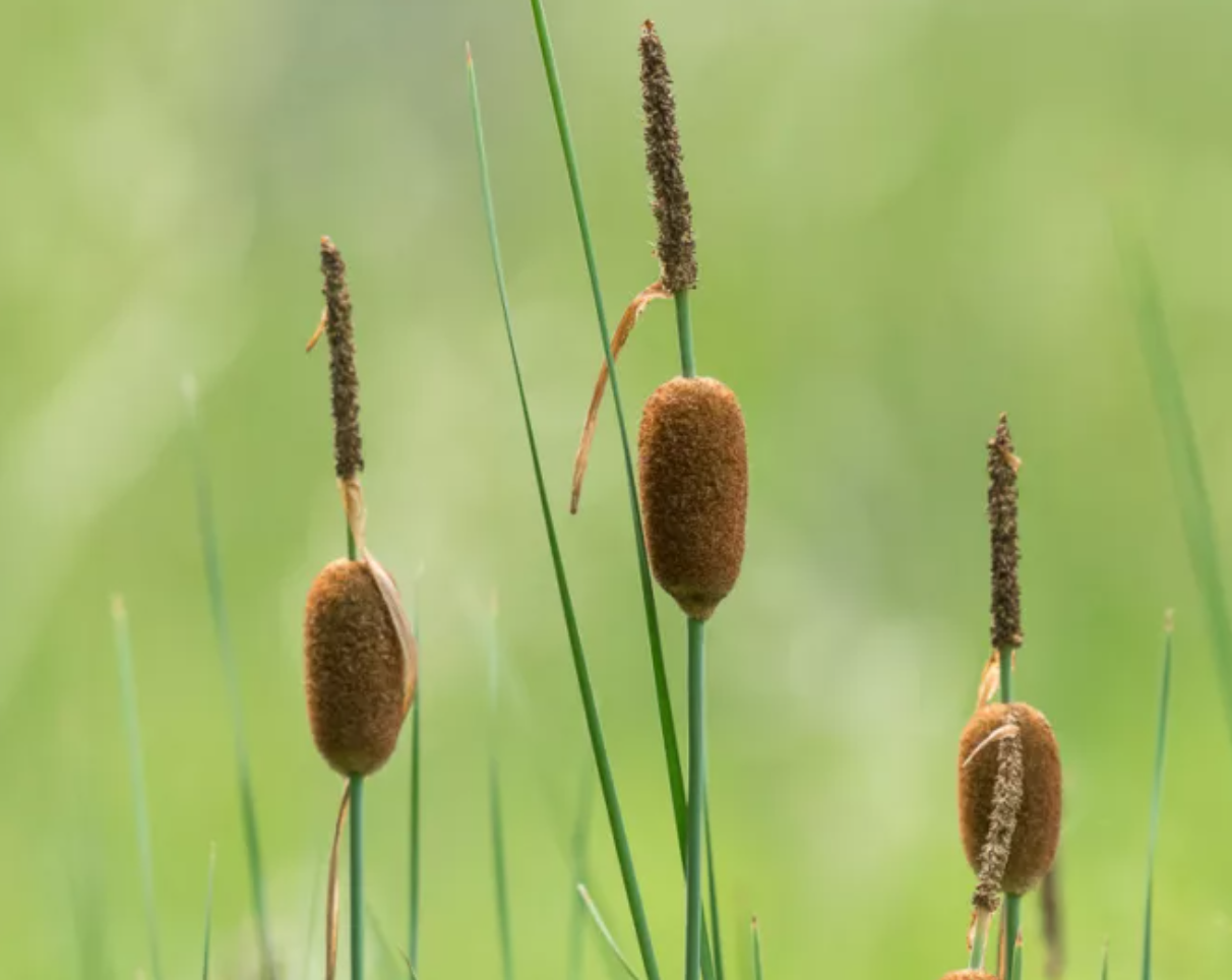 Mini Cattail