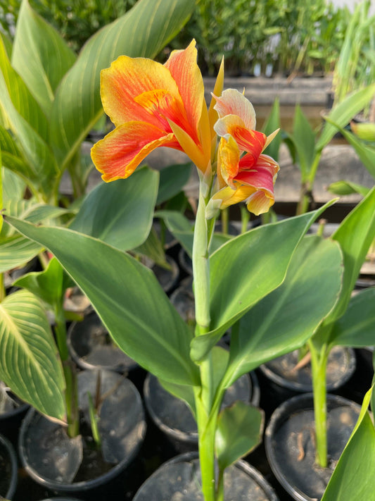 Napoleon Canna