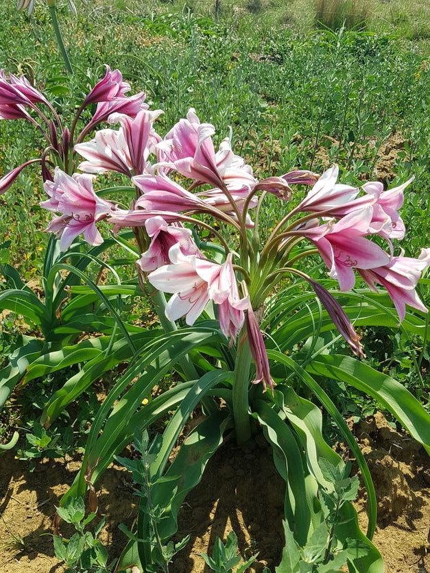 Orange River Lily