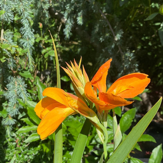 Orange Sherbet Canna