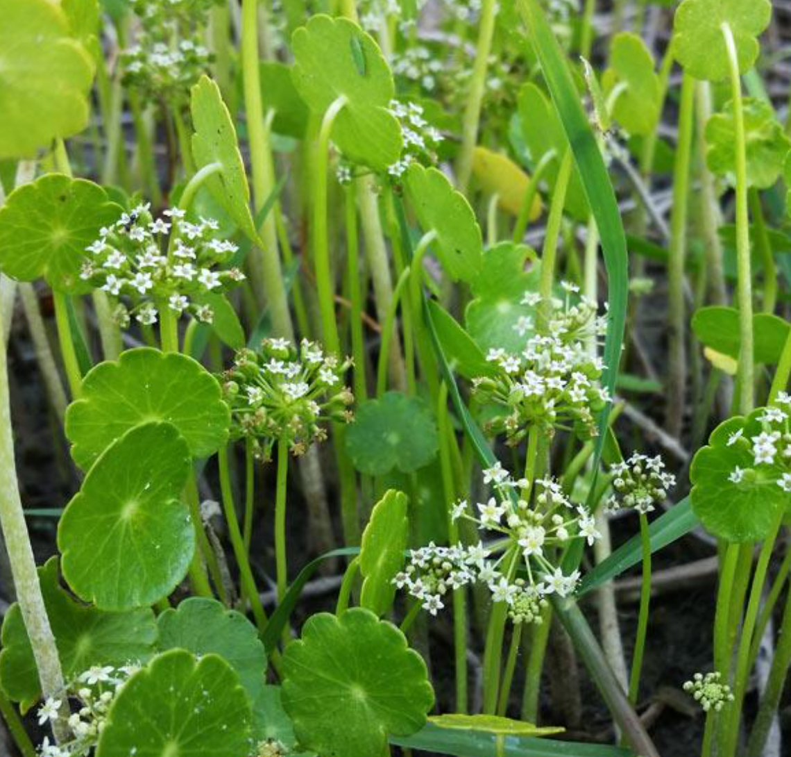 Pennywort