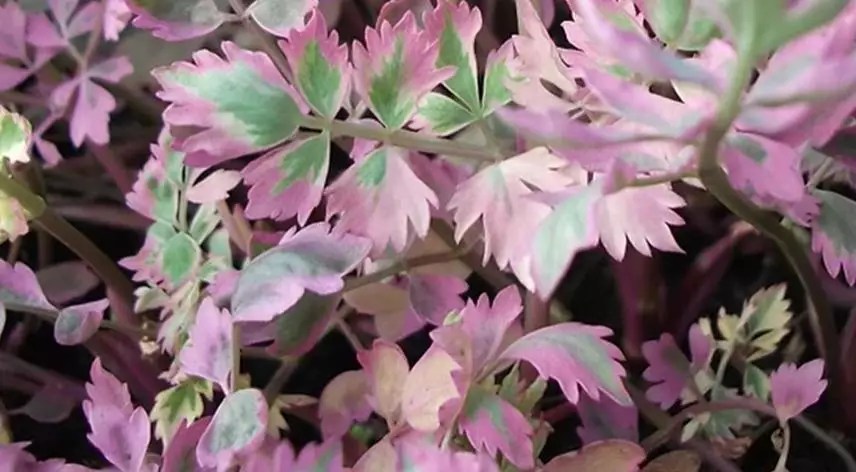 Pink Variegated Water Cress