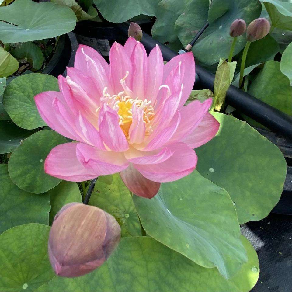 Pink Beauty